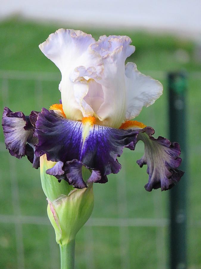 Photo of Tall Bearded Iris (Iris 'Publicity Stunt') uploaded by Bloomers
