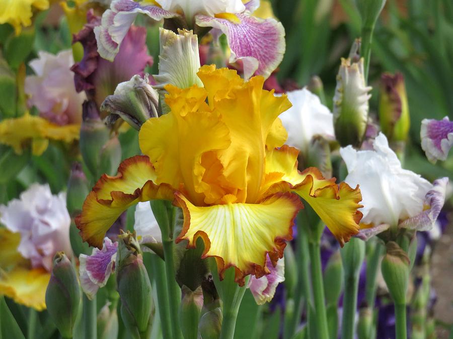 Photo of Tall Bearded Iris (Iris 'Rare Coin') uploaded by Bloomers