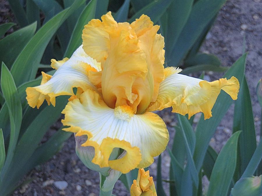 Photo of Tall Bearded Iris (Iris 'Notta Lemon') uploaded by Bloomers
