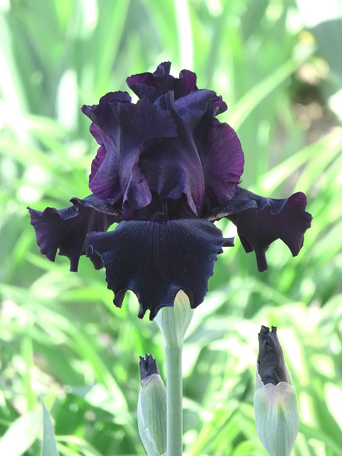 Photo of Tall Bearded Iris (Iris 'Ozark Rebounder') uploaded by Bloomers