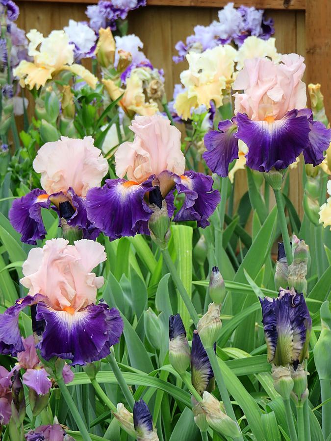 Photo of Tall Bearded Iris (Iris 'Gitano') uploaded by Bloomers
