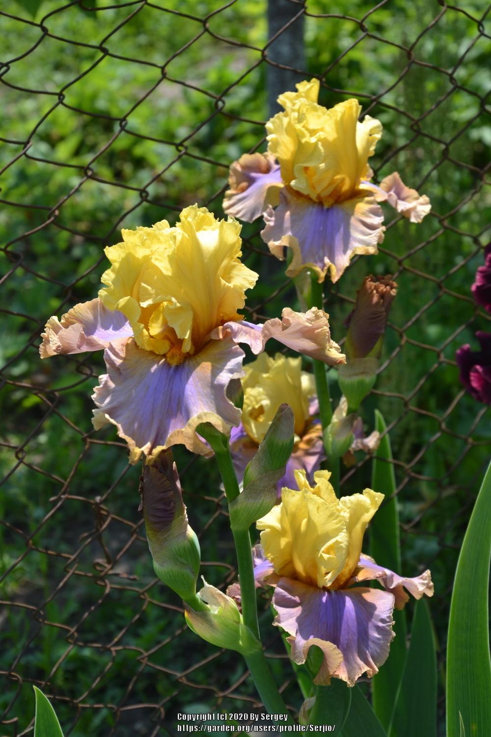 Photo of Tall Bearded Iris (Iris 'Noble Poet') uploaded by Serjio