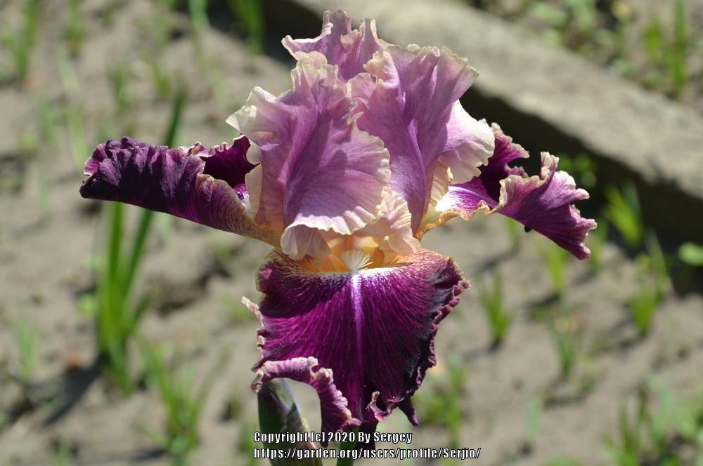 Photo of Tall Bearded Iris (Iris 'New Leaf') uploaded by Serjio