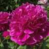 Mabel L. Gore peony - a bloom that is nearly spherical in shape, 
