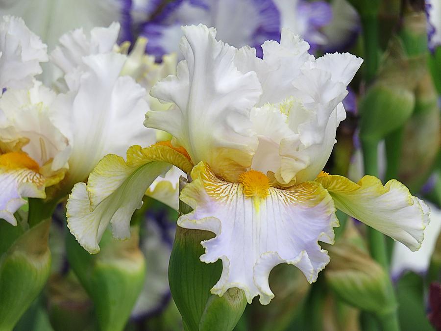 Photo of Tall Bearded Iris (Iris 'Ron Mullin') uploaded by Bloomers