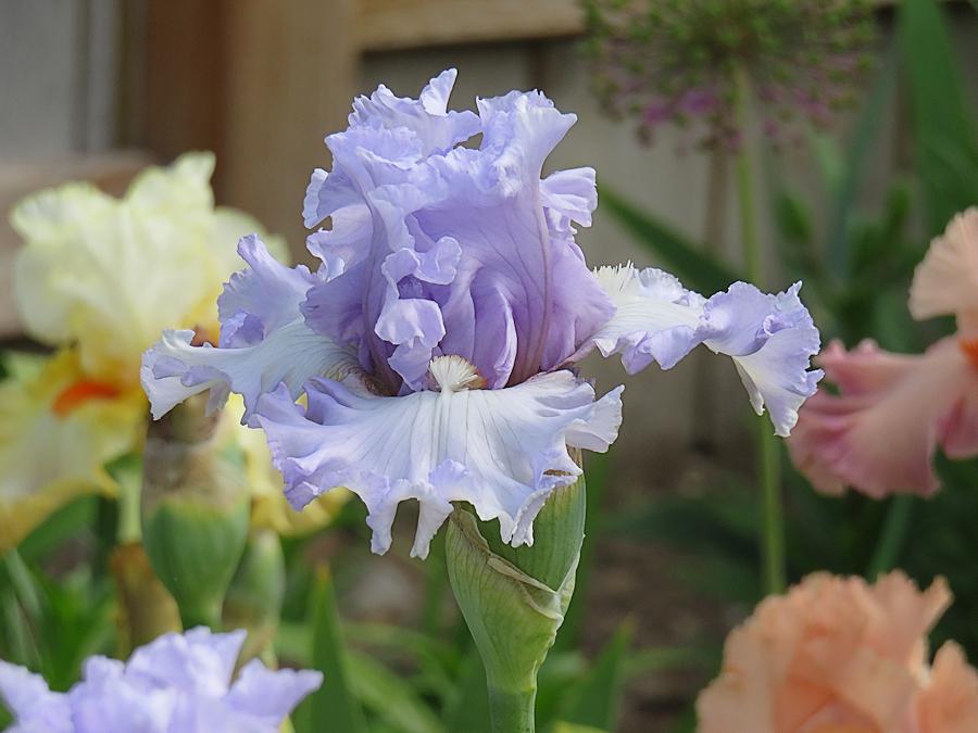 Photo of Tall Bearded Iris (Iris 'Royal Sterling') uploaded by Bloomers