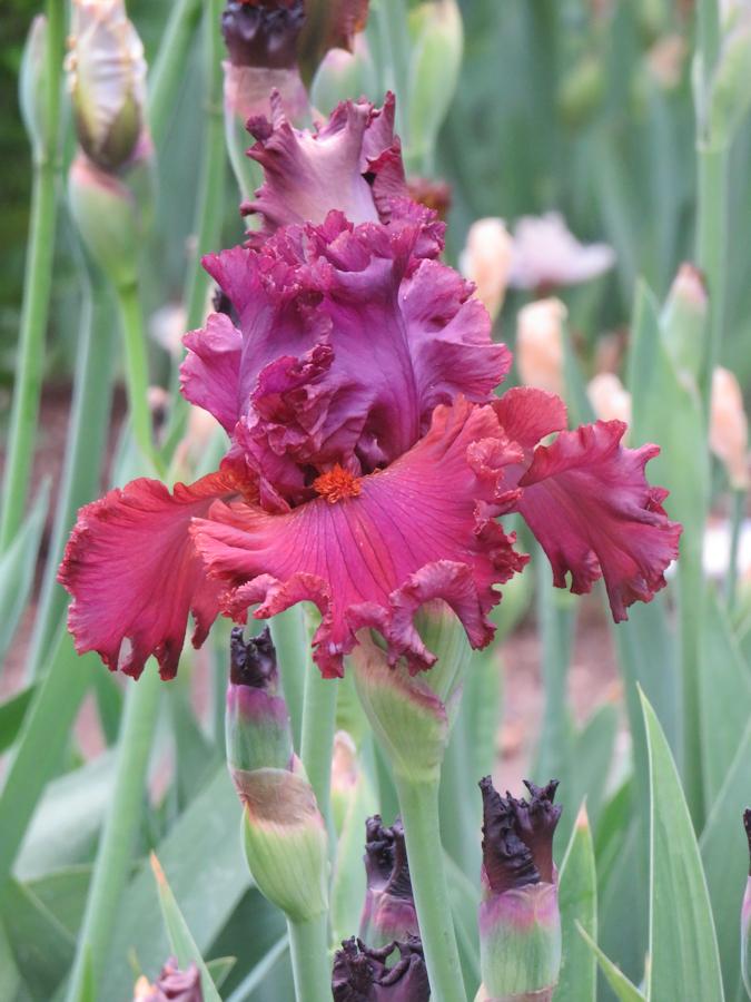 Photo of Tall Bearded Iris (Iris 'Ready for My Closeup') uploaded by Bloomers