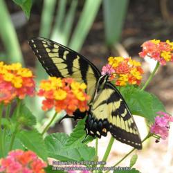 Location: Durham, NC
Date: 2019-07-27
Swallowtails love this plant.