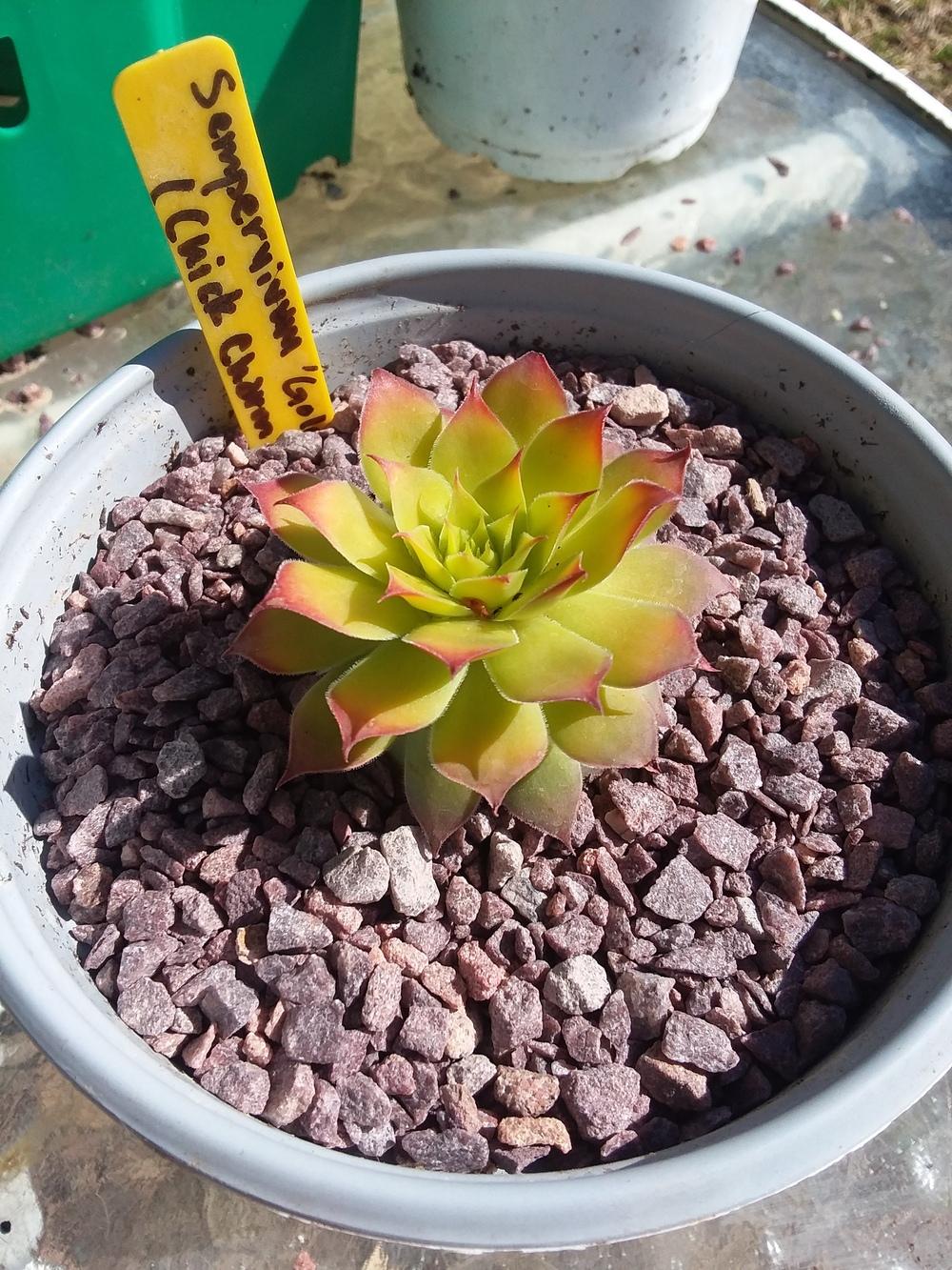 Photo of Hen and Chicks (Sempervivum 'Gold Nugget') uploaded by RoseA32