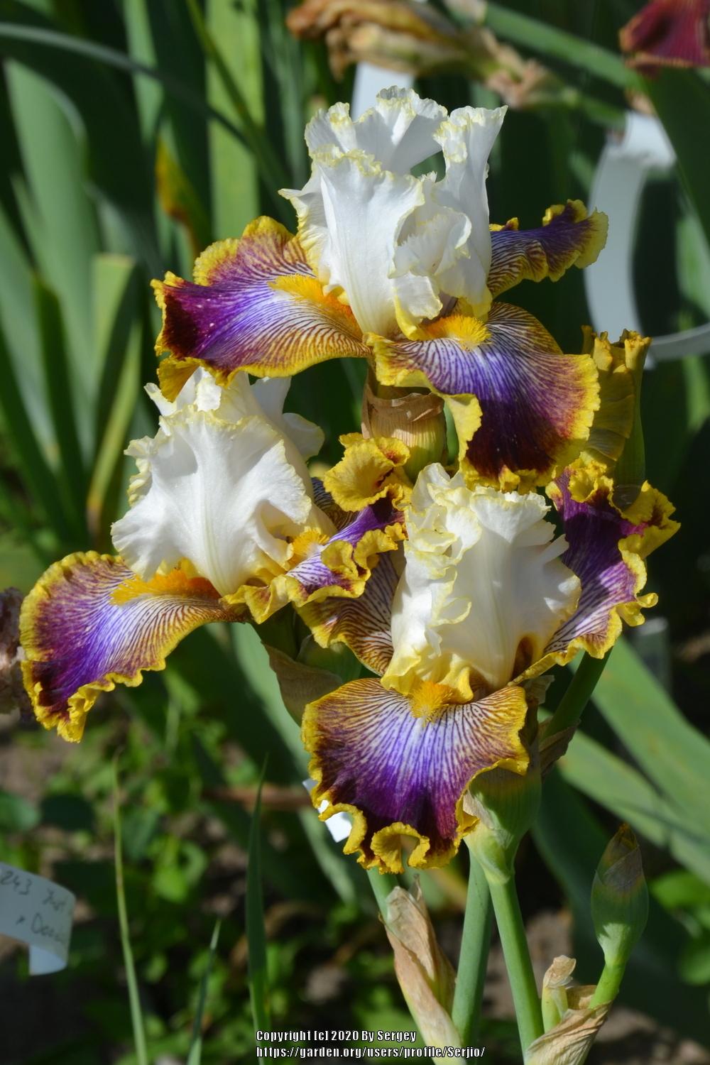 Photo of Tall Bearded Iris (Iris 'Patchwork Puzzle') uploaded by Serjio
