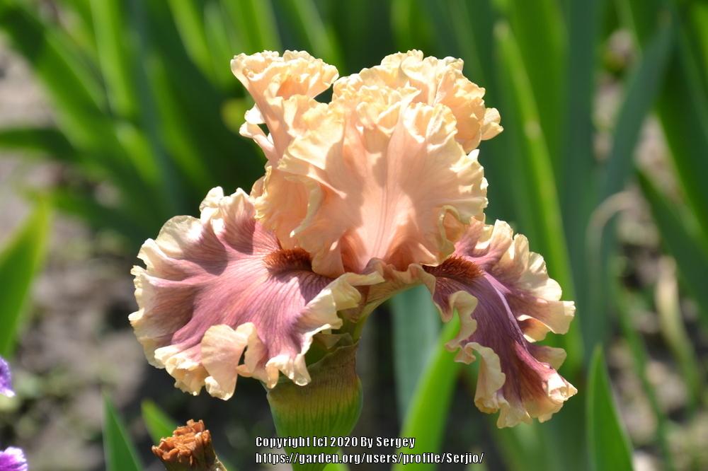 Photo of Tall Bearded Iris (Iris 'Painted Words') uploaded by Serjio