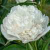 Peony Adelaide E. Hollis - only a whisper of pink at the base of 