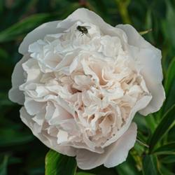 Location: Peony Garden at Nichols Arboretum, Ann Arbor, Michigan
Date: 2017-06-03
Peony Adelaide E. Hollis - even from the top no stamens or carpel
