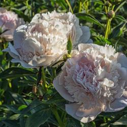 Location: Peony Garden at Nichols Arboretum, Ann Arbor, Michigan
Date: 2016-06-01
Peony Adelaide E. Hollis - blooms that still have a hint of pink.