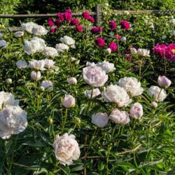 Location: Peony Garden at Nichols Arboretum, Ann Arbor, Michigan
Date: 2016-06-01
Peony Adelaide E. Hollis - hints of pink or rose appear in some o
