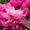 Chinese peony Da Fu Gui - example of a bloom with a pale pink, al