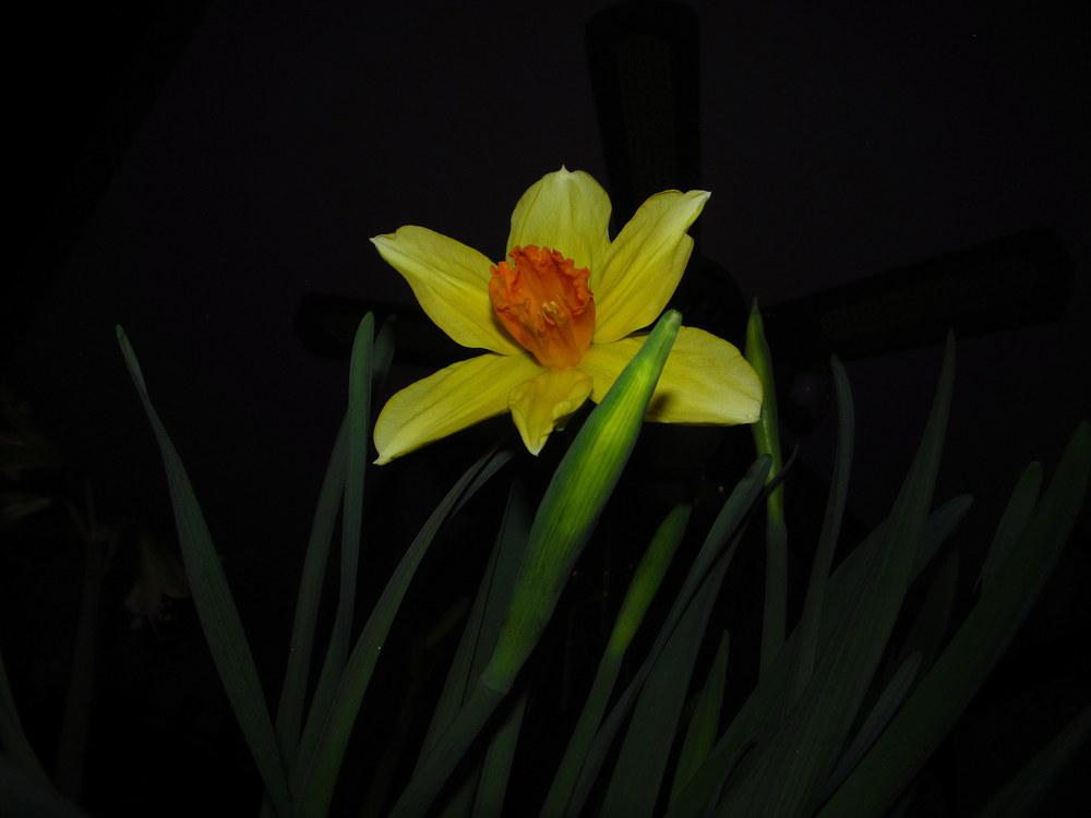 Photo of Large-Cupped Daffodil (Narcissus 'Scarlett O'Hara') uploaded by jmorth