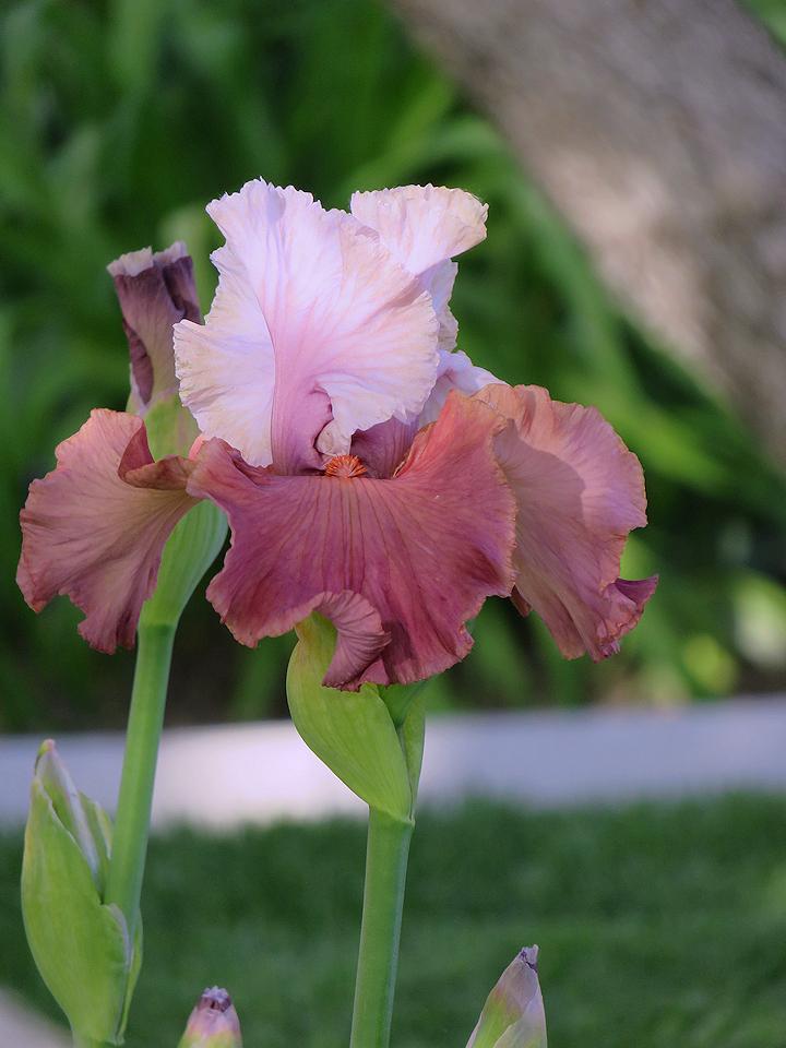 Photo of Tall Bearded Iris (Iris 'Sherbet Bomb') uploaded by Bloomers