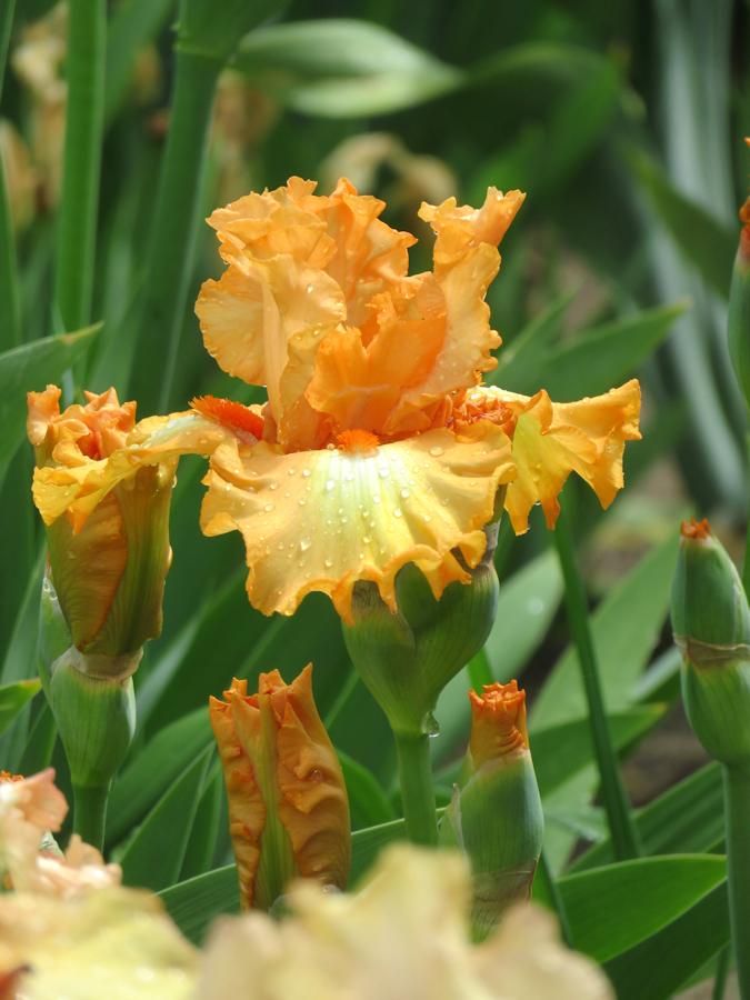 Photo of Tall Bearded Iris (Iris 'Satin and Lace') uploaded by Bloomers