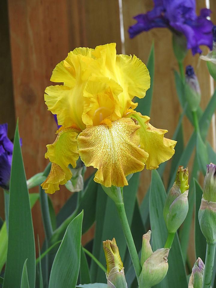 Photo of Tall Bearded Iris (Iris 'Shaft of Gold') uploaded by Bloomers