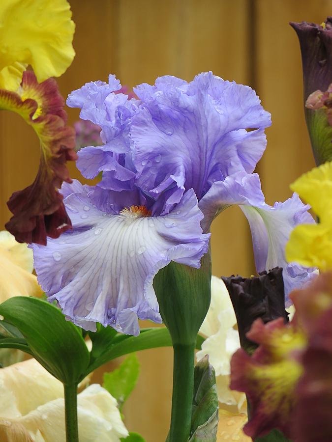 Photo of Tall Bearded Iris (Iris 'Soul Mate') uploaded by Bloomers
