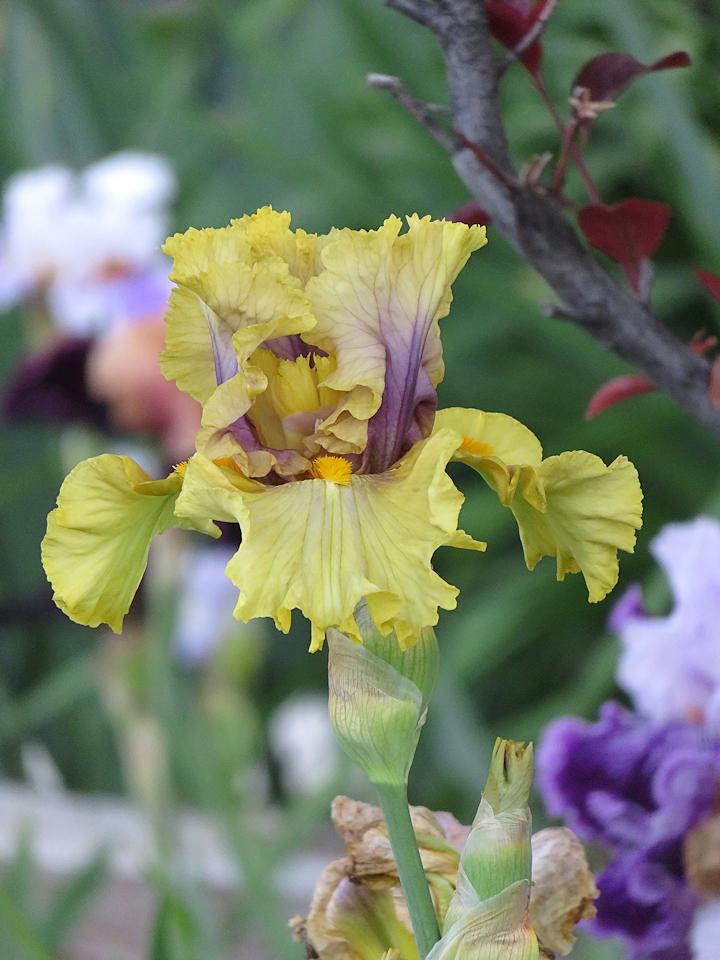 Photo of Tall Bearded Iris (Iris 'Secret Rites') uploaded by Bloomers