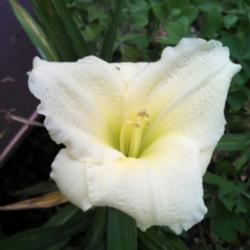Location: Winston-Salem, NC
Date: 2015-06-07
Always my first daylily to bloom, Snow Elf is very fragrant as we
