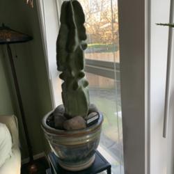 
Date: 2020-02-26
Totem Pole cactus. Currently 20" tall.