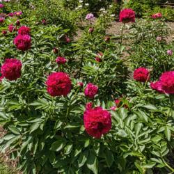 Location: Peony Garden at Nichols Arboretum, Ann Arbor, Michigan
Date: 2019-06-07
Peony Angelo Cobb Freeborn - blooms can be borne on tall stiff st
