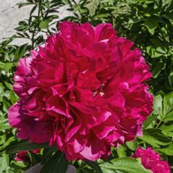 Location: Peony Garden at Nichols Arboretum, Ann Arbor, Michigan
Date: 2019-06-07
Peony Angelo Cobb Freeborn - From the top, the guard petals are a