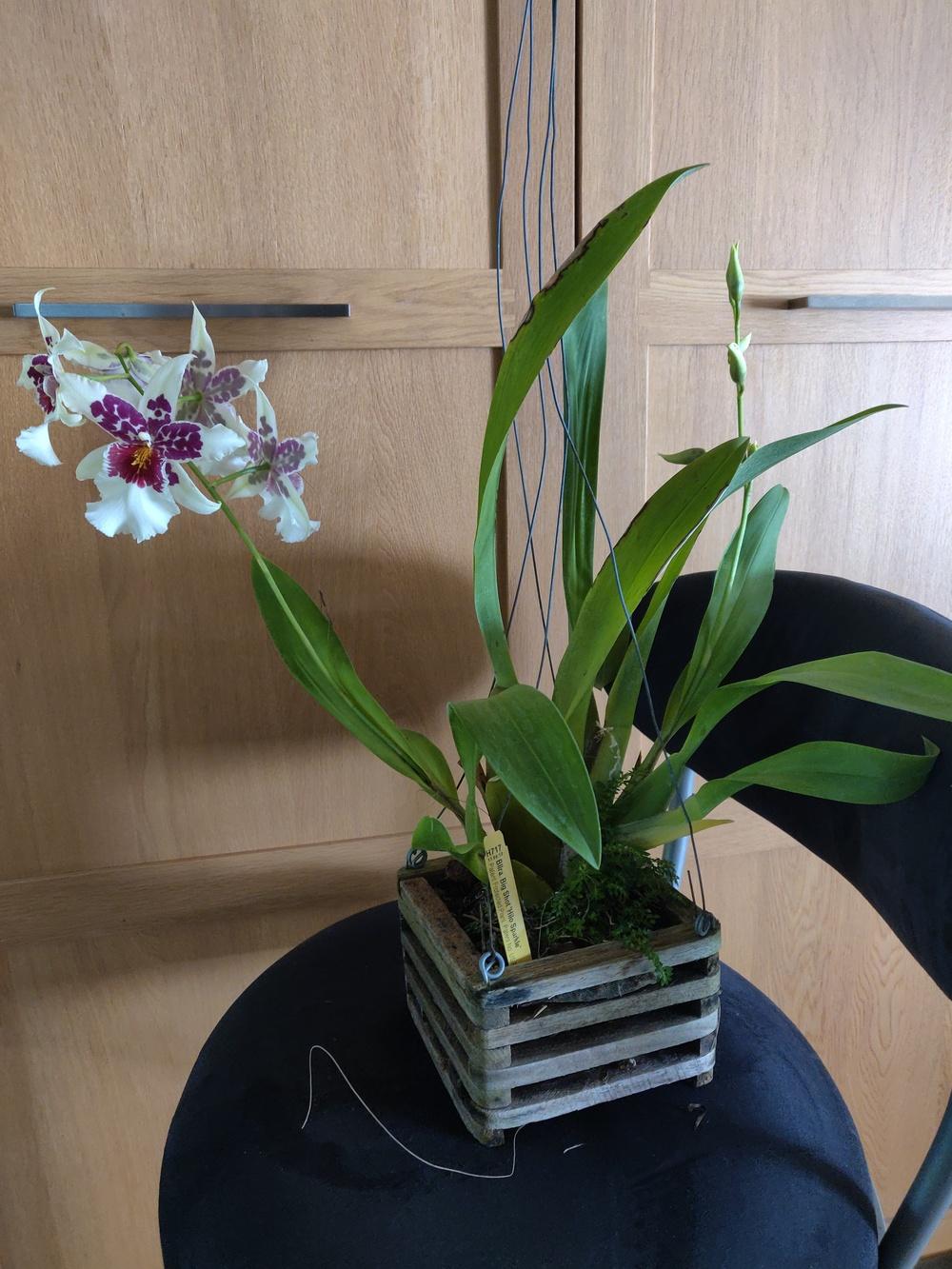Photo of Orchid (Schunkeara Big Shot 'Hilo Sparkle') uploaded by dyzzypyxxy