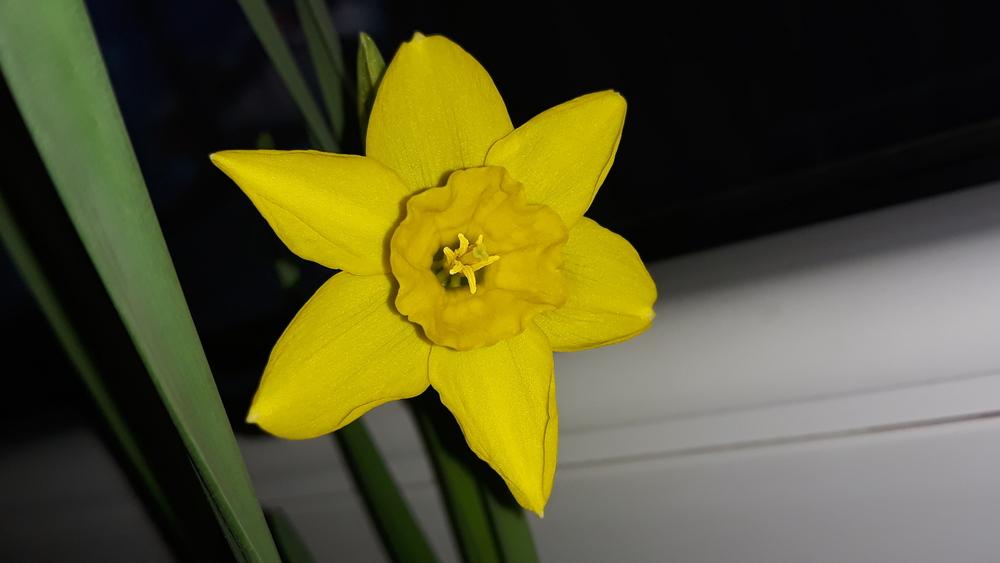 Photo of Daffodils (Narcissus) uploaded by skopjecollection