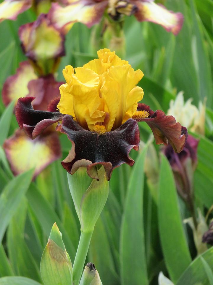 Photo of Intermediate Bearded Iris (Iris 'Stormbird') uploaded by Bloomers