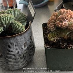 Location: Salem OR
Date: 2020-03-02
Two crested myrtillocactus. One with color and one without.