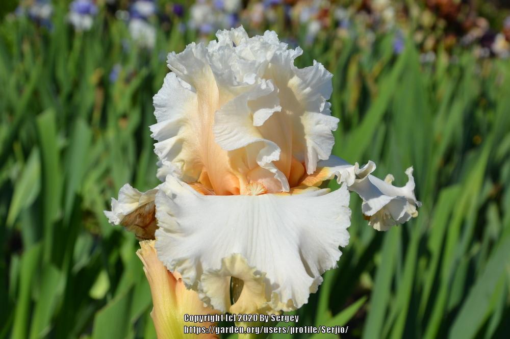 Photo of Tall Bearded Iris (Iris 'Pretty Bubbles') uploaded by Serjio