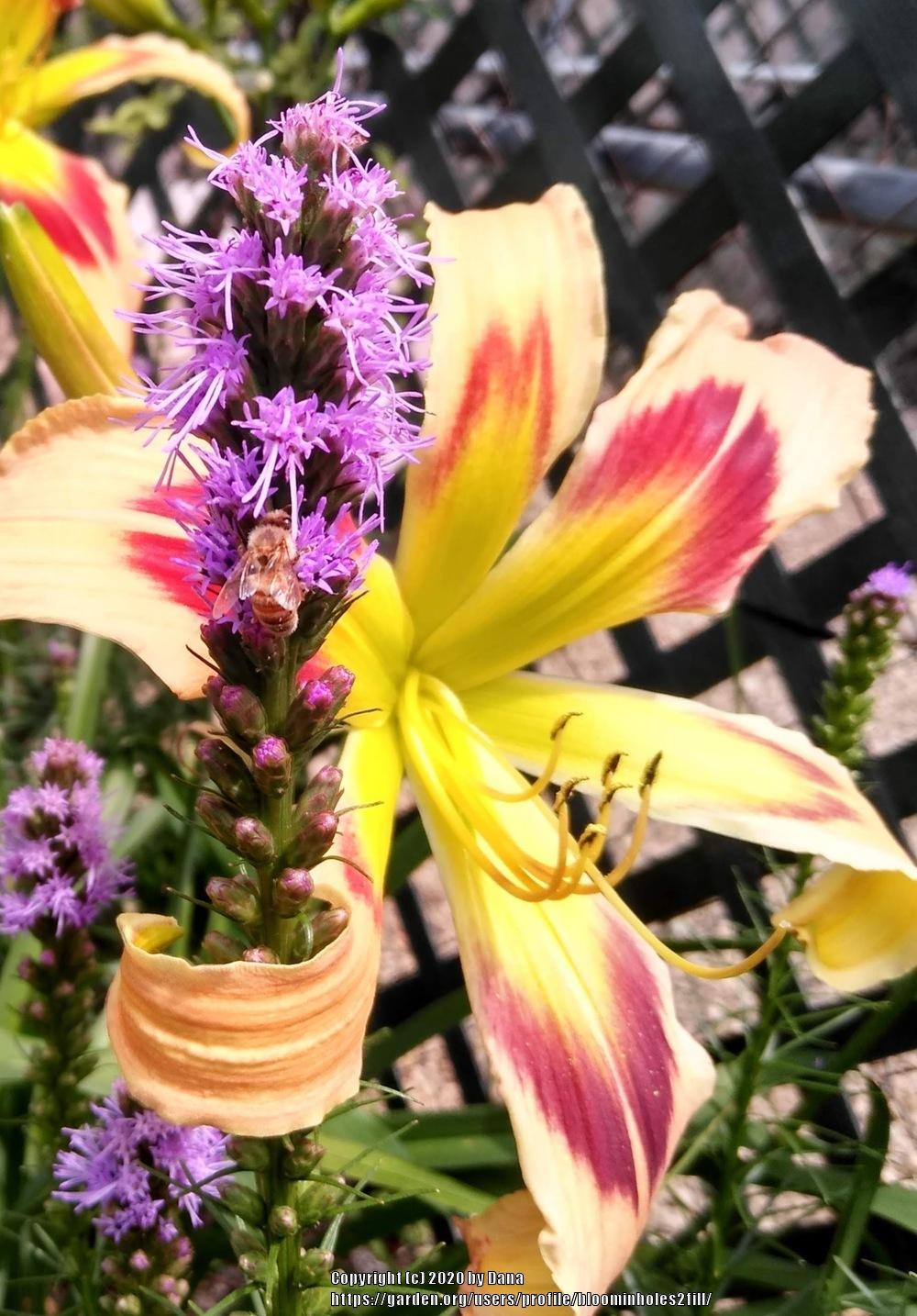 Photo of Daylily (Hemerocallis 'Wild and Wonderful') uploaded by bloominholes2fill
