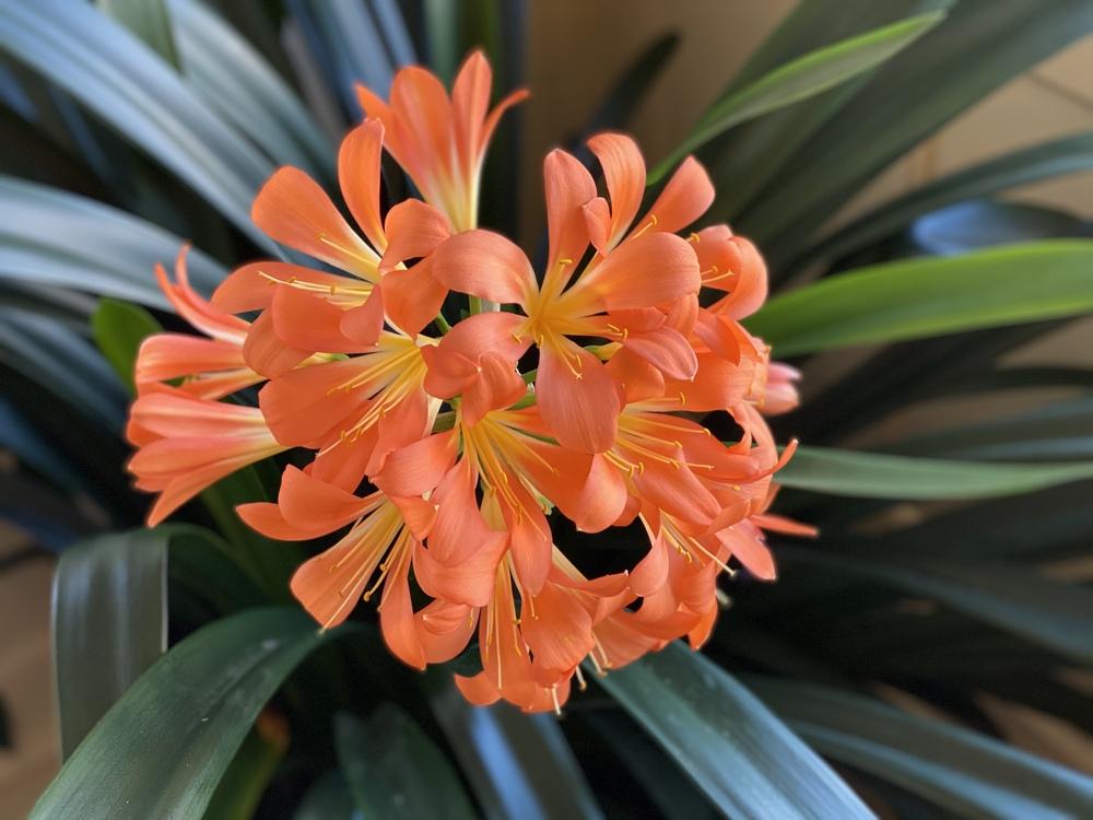 Photo of Clivias (Clivia) uploaded by csandt