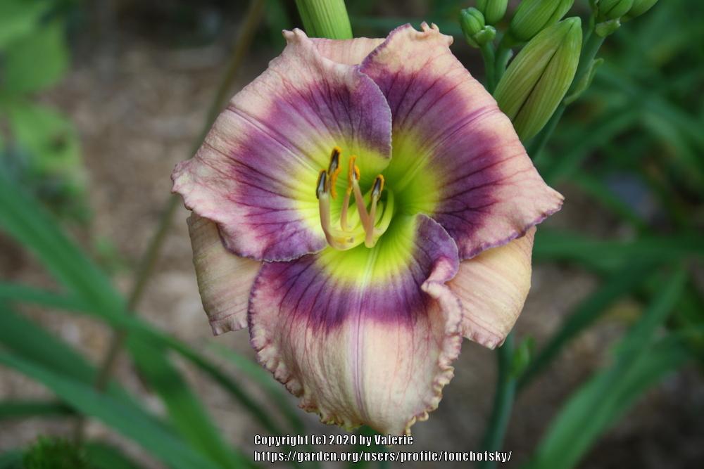 Photo of Daylily (Hemerocallis 'First Officers Log') uploaded by touchofsky
