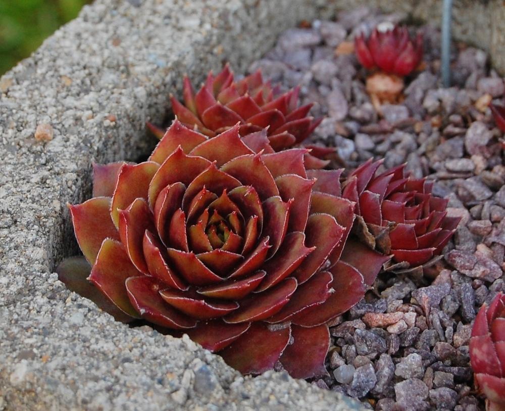 Photo of Hen and Chicks (Sempervivum 'China Doll') uploaded by valleylynn