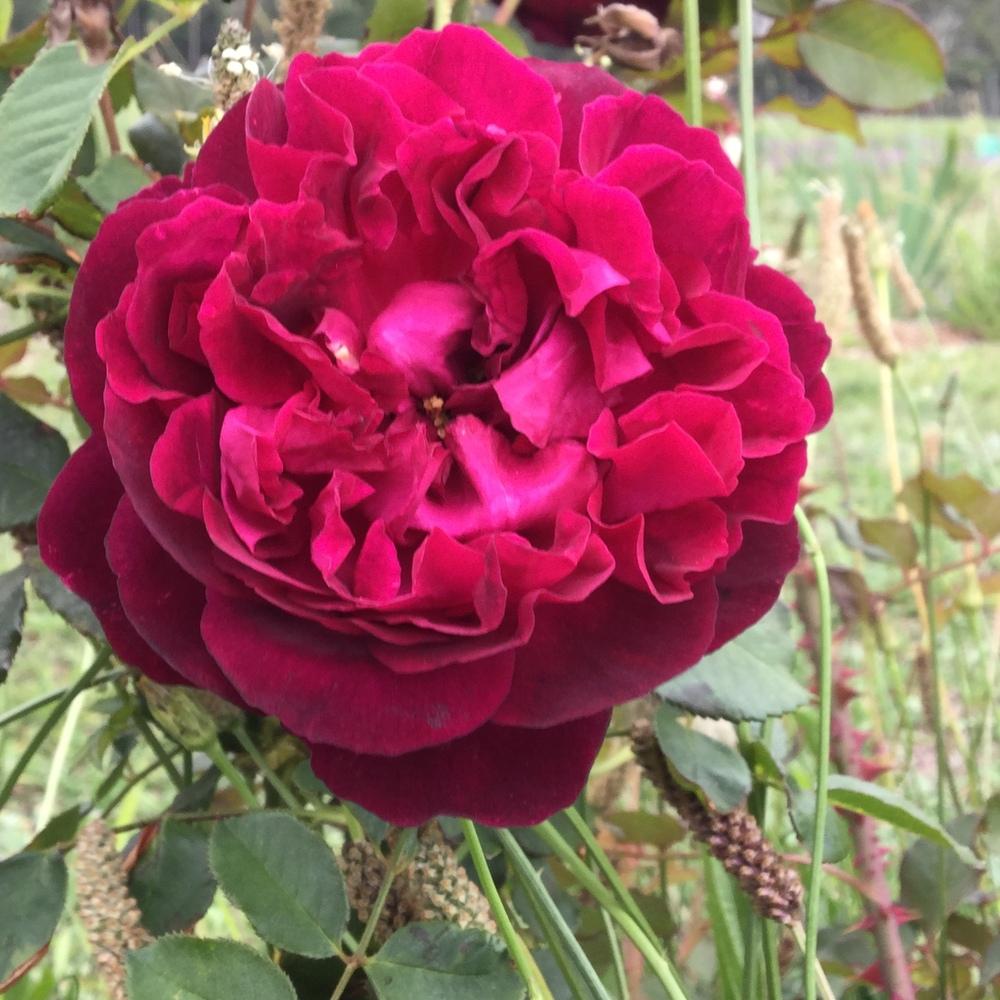 Photo of English Shrub Rose (Rosa 'Munstead Wood') uploaded by BigJackMountain