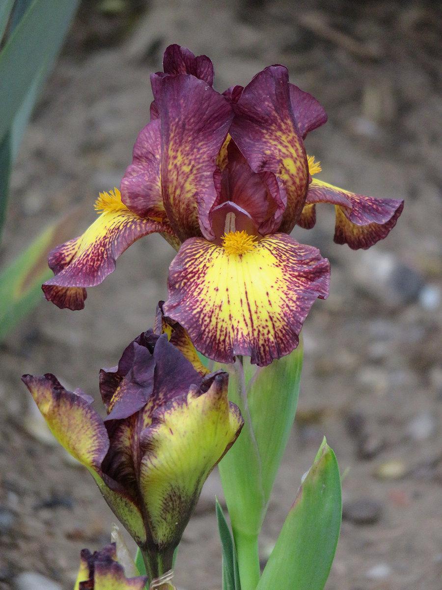 Photo of Standard Dwarf Bearded Iris (Iris 'Kinky Boots') uploaded by Bloomers