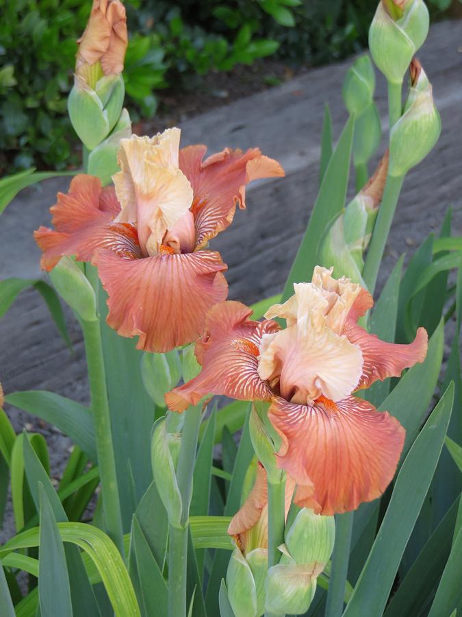 Photo of Tall Bearded Iris (Iris 'Mandarin Morning') uploaded by Bloomers