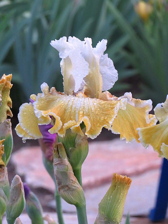 Photo of Tall Bearded Iris (Iris 'Baby I Love You') uploaded by Bloomers