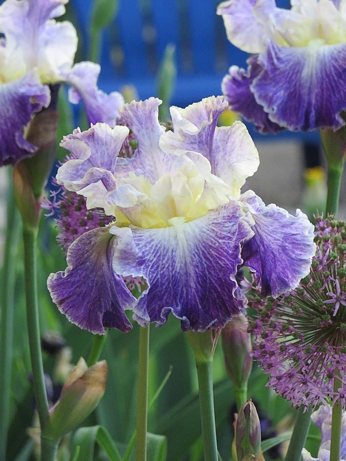 Photo of Tall Bearded Iris (Iris 'Moonlit Water') uploaded by Bloomers