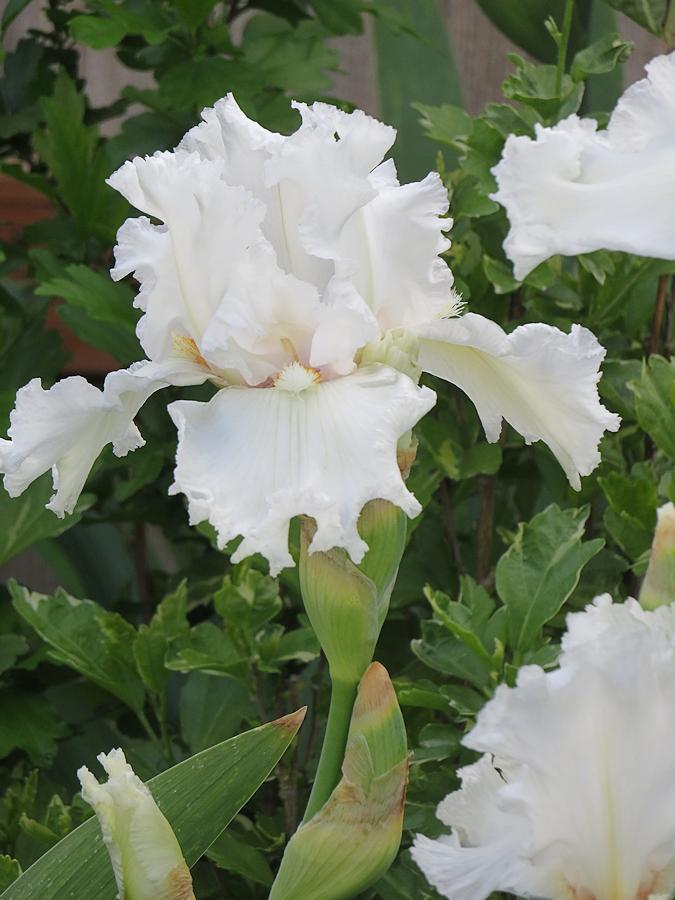 Photo of Tall Bearded Iris (Iris 'Holy Fire') uploaded by Bloomers