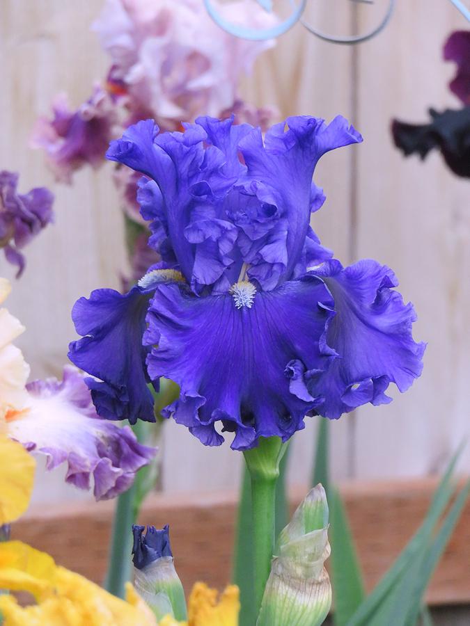 Photo of Tall Bearded Iris (Iris 'Ride the Waves') uploaded by Bloomers