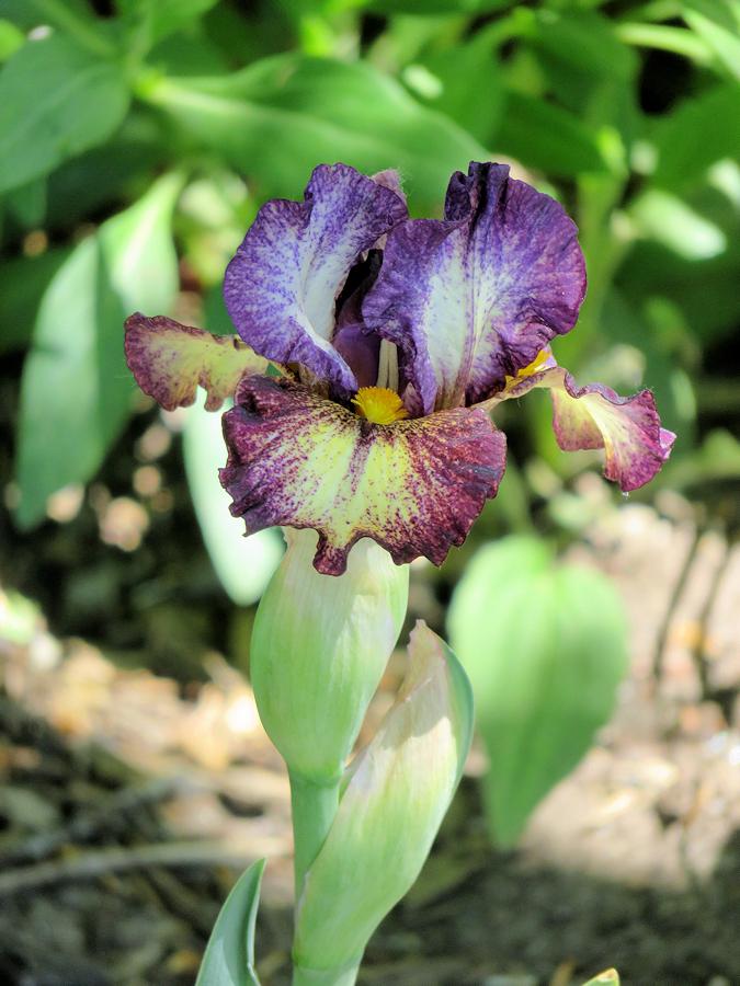 Photo of Standard Dwarf Bearded Iris (Iris 'Taz') uploaded by Bloomers
