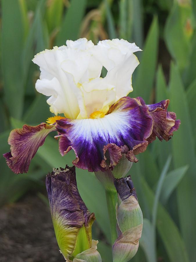 Photo of Tall Bearded Iris (Iris 'Downtown Man') uploaded by Bloomers