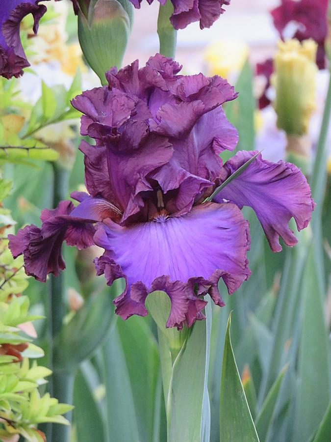 Photo of Tall Bearded Iris (Iris 'Songsmith') uploaded by Bloomers