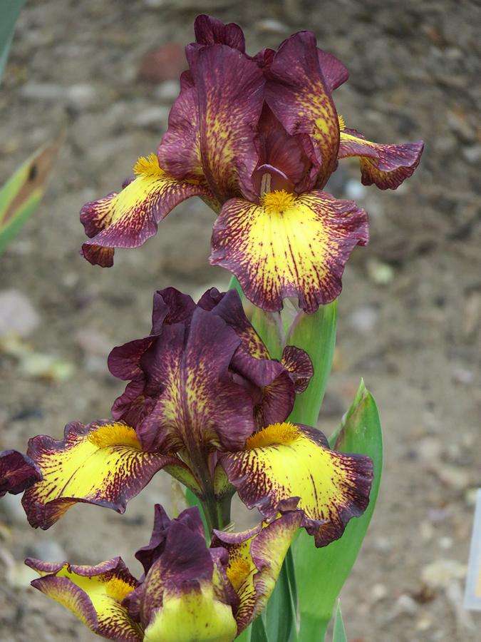 Photo of Standard Dwarf Bearded Iris (Iris 'Kinky Boots') uploaded by Bloomers